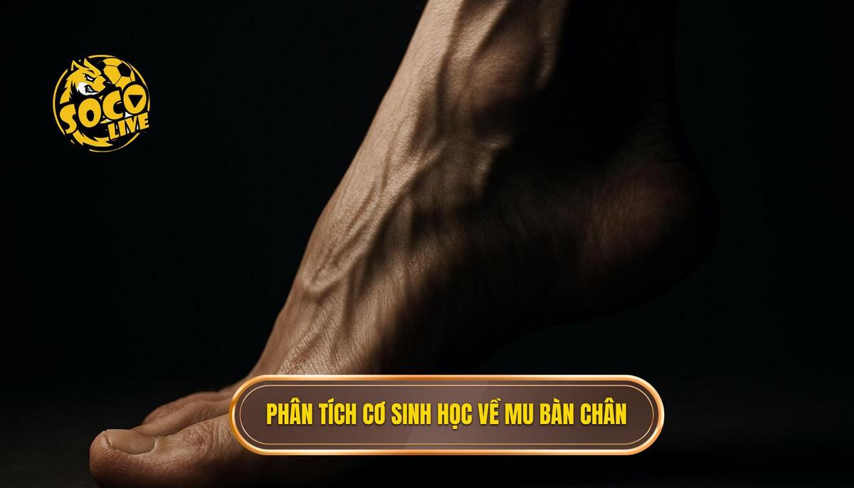 Phân Tích Cơ Sinh Học_ Tại Sao Mu Bàn Chân Lại Mạnh Nhất_