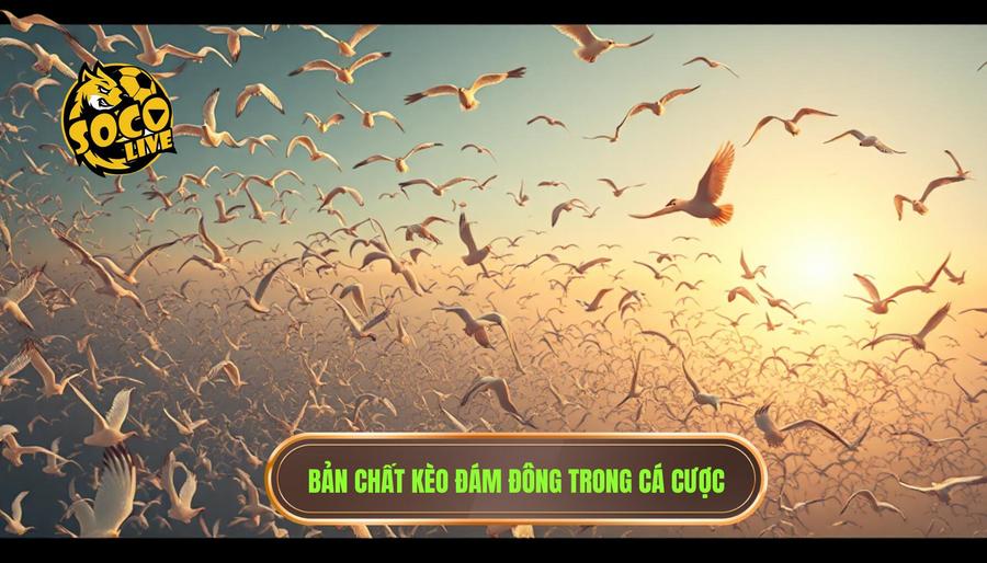 Hiểu đúng về bản chất của kèo đám đông