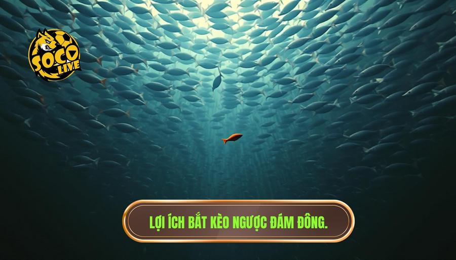 Tại sao nên áp dụng kinh nghiệm bắt kèo ngược đám đông?